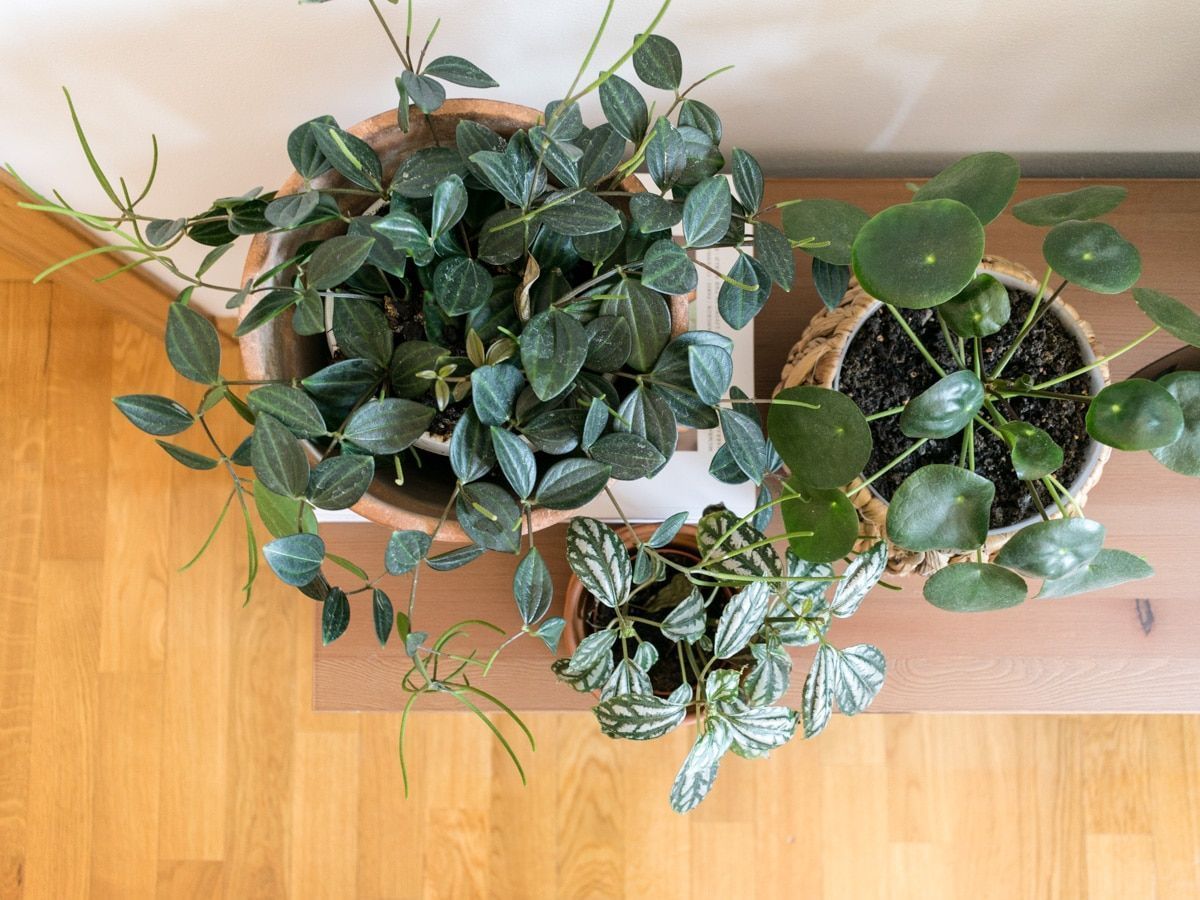 plantas bonitas de interior